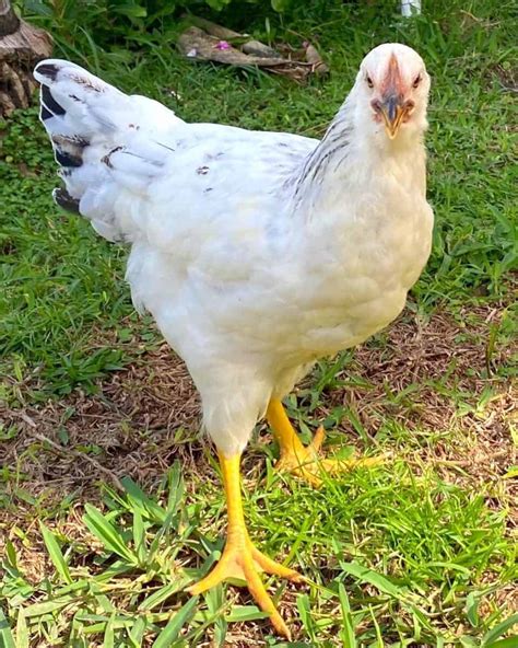 columbian rock cross hen